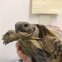 ギリシャリクガメです。