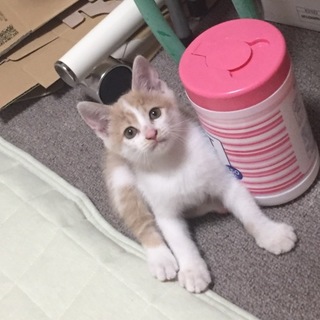 ④茶白くん 四兄妹です