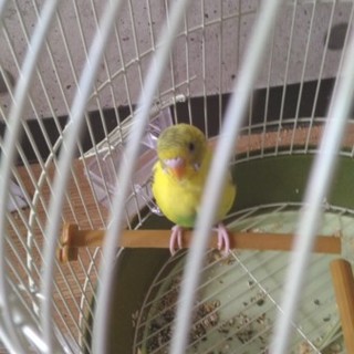 セキセイインコ2羽をお譲りします。