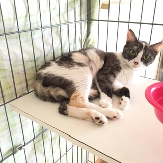 甘えん坊な美人ミケ猫ちゃん