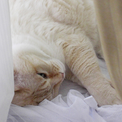 暑くなってきたので寝場所を移動！パート２