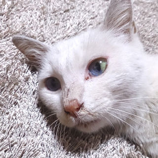 ダイクロイックアイの白猫です。