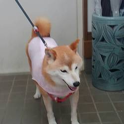 本格的夏に備えて(;´д｀)