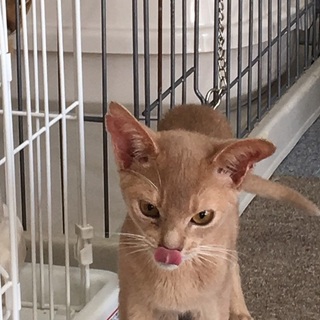 決定☆『バファラ』一番小柄。甘えん坊のデレデレ