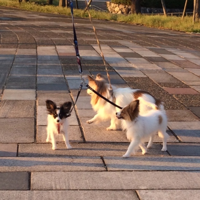 保護犬・老犬ホームこはるの家のカバー写真