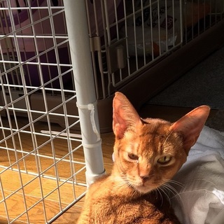 決定☆『ナイル』アピール頑張ってる。