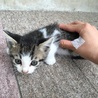 可愛い子猫の里親さん募集！！ サムネイル2