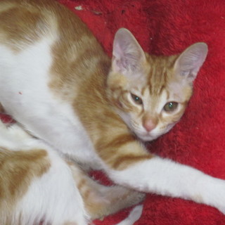 ハート柄子猫-Ｈａｔｏ