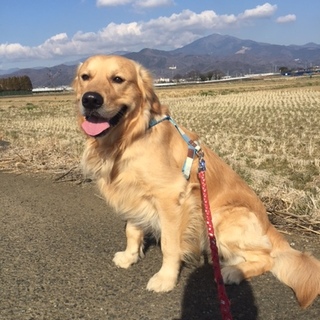 元気なゴールデンレトリバーの男の子です。