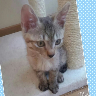 人慣れ猫慣れしてます♂くうちゃん