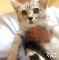ホワイトタイガーみたいなサバトラちゃん