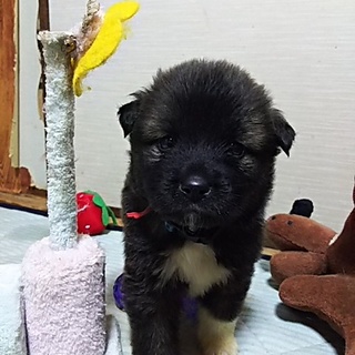 保健所救出犬！里親様緊急募集！！