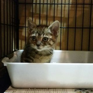 祐天（ゆうてん）５週齢、超人懐こい男の子