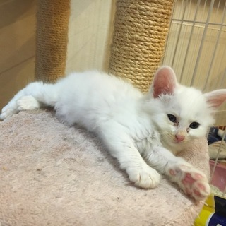 白猫オス１ヶ月 長毛
