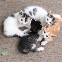 可愛い子猫の里親さん募集！！