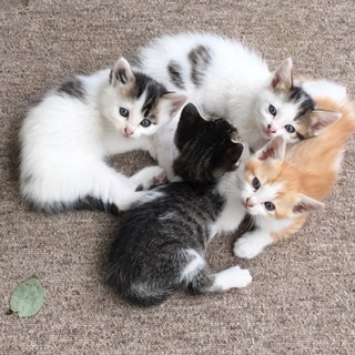 可愛い子猫の里親さん募集！！