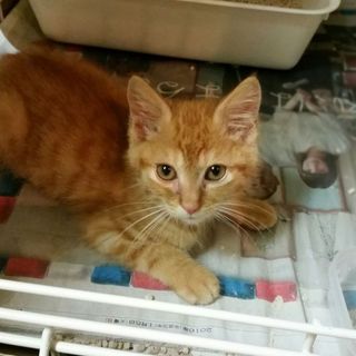 ６週齢園（その）茶トラ、非常に人懐こく優しい男の子