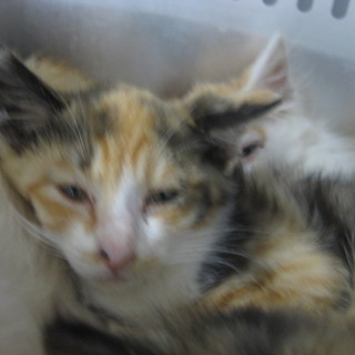 この子達に生きるチャンス下さい！期限7月13日迄！