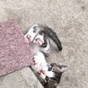 可愛い子猫の里親さん募集！！ サムネイル3