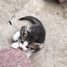 可愛い子猫の里親さん募集！！ サムネイル4