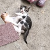 可愛い子猫の里親さん募集！！ サムネイル5