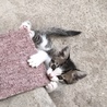 可愛い子猫の里親さん募集！！ サムネイル6