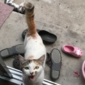 母猫&子猫一緒に飼ってくださる里親募集！！