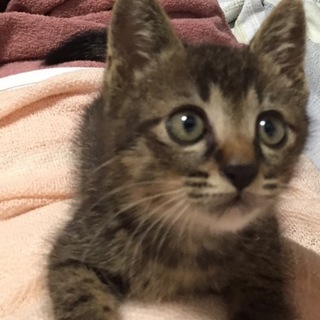 かわいいキジくんもうすぐ2ヶ月