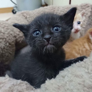 黒猫３ヶ月オス