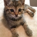 キジトラ子猫ちゃん