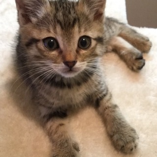 キジトラ子猫ちゃん