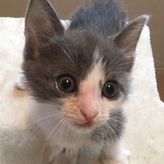 グレー白子猫ちゃん