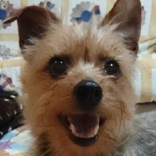 大納言ちゃん　社会性トイレ◎性格穏やか、スタイルも