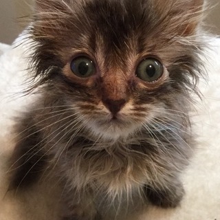 キジトラ子猫ちゃん