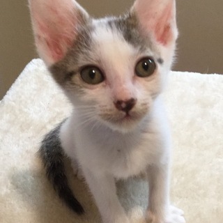 キジ白子猫ちゃん