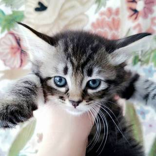 4月うまれの可愛い仔猫達