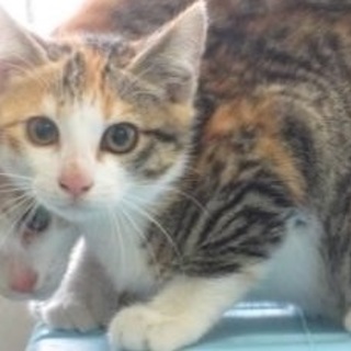 7/11期限！幼い三毛ちゃんです。