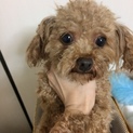 小さなプードル