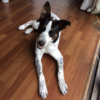 MIX犬ゴマちゃん里親募集！！