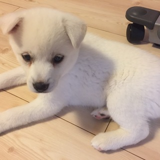 仔犬 女の子 ミックス