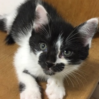 白黒子猫ちゃん
