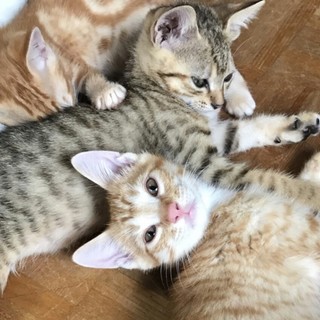 甘えん坊２ヶ月♂パンナコッタくん