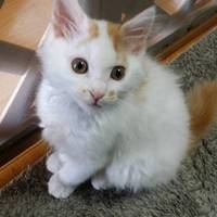 あじたま