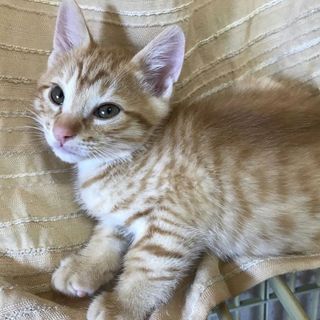 ２ヶ月オス♂茶とらのプリン君