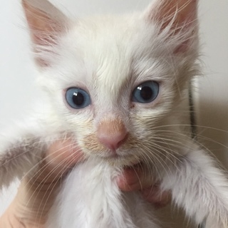 白子猫ちゃん