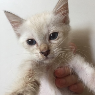シャムMIX子猫ちゃん