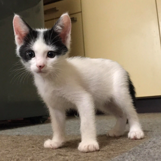 名古屋からハチ割れ仔猫里親さん募集中