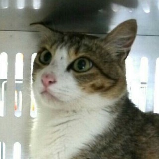 おめめパッチリ！可愛いキジシロくん！！