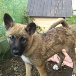 「この子の兄弟姉妹　平成29年4月26日のこと」サムネイル2