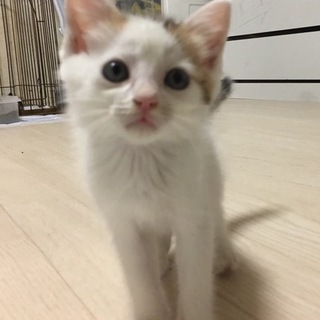 白茶子猫ちゃん